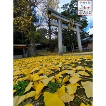 散ったイチョウが敷き詰められた高良神社の鳥居の周り